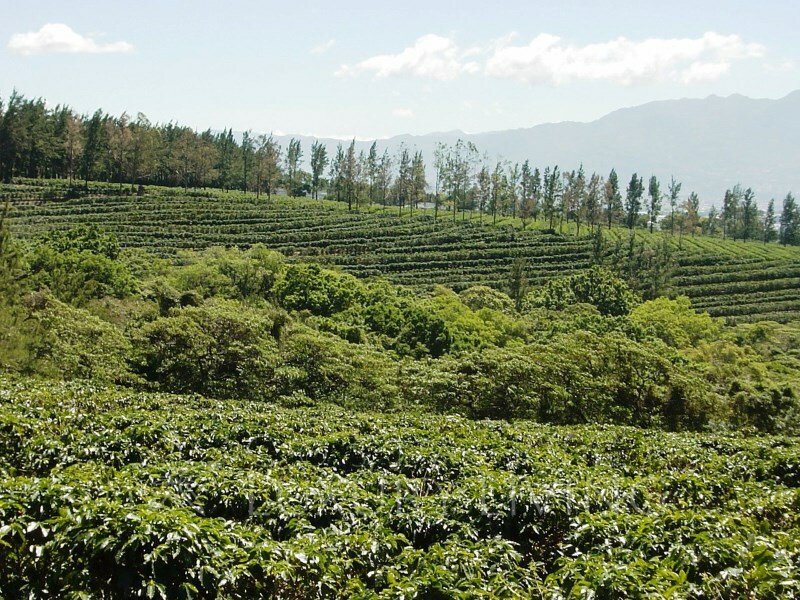 20066 Coffee Farms In Santa Bárbara De Heredia, Heredia Province, Costa Rica For Sale (12320727)