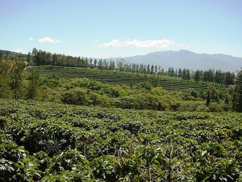 20066 Coffee Farms In Santa Bárbara De Heredia, Heredia Province, Costa Rica For Sale (12320727)