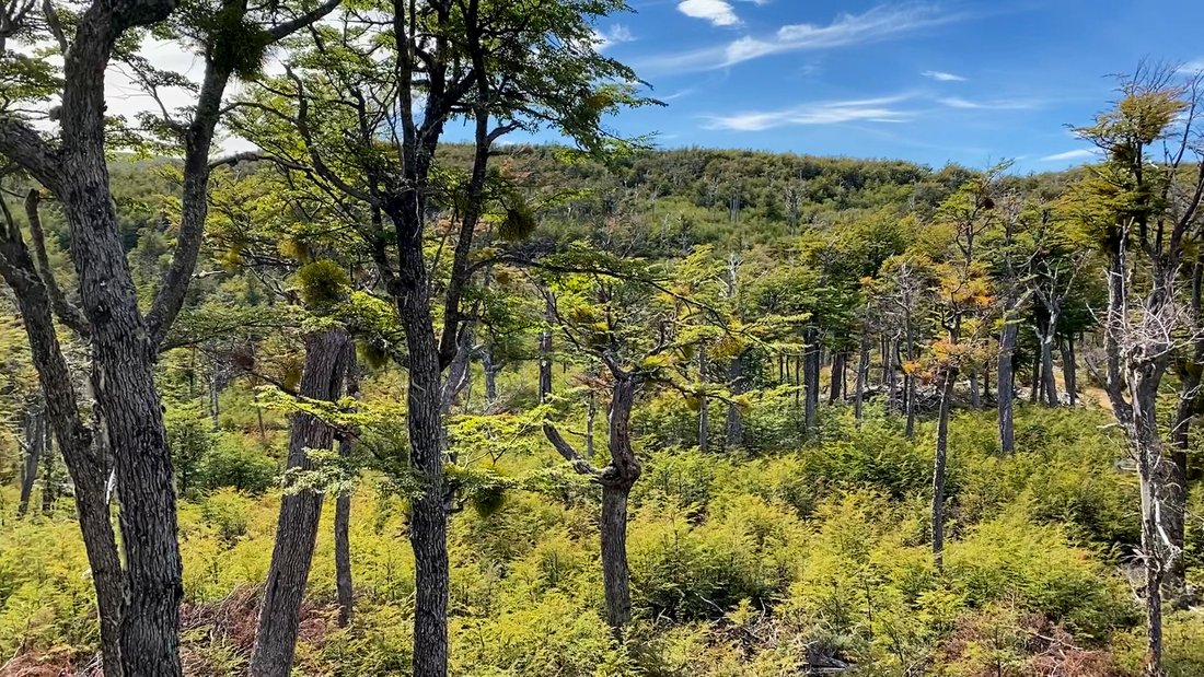 Villa Ortega Farm 93ha In Villa Ortega, Aysén, Chile For Sale (12365062)