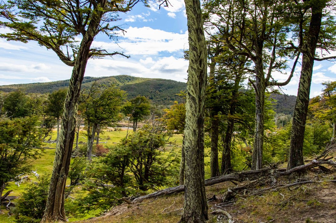 Las Caturras Plots In Punta Arenas, Magallanes And Chilean Antarctica