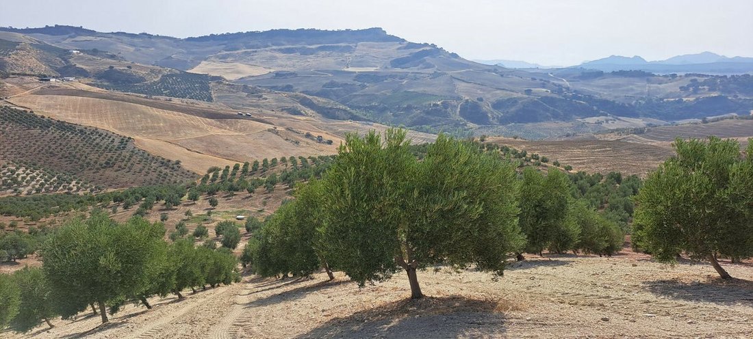 Land in Ronda, Andalusia, Spain 4 - 12377289