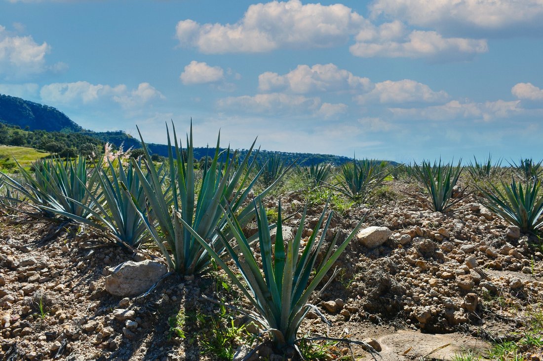 Ranch For Sale In Zapopan, Jal For Agave In Rancho Bonito, Jalisco