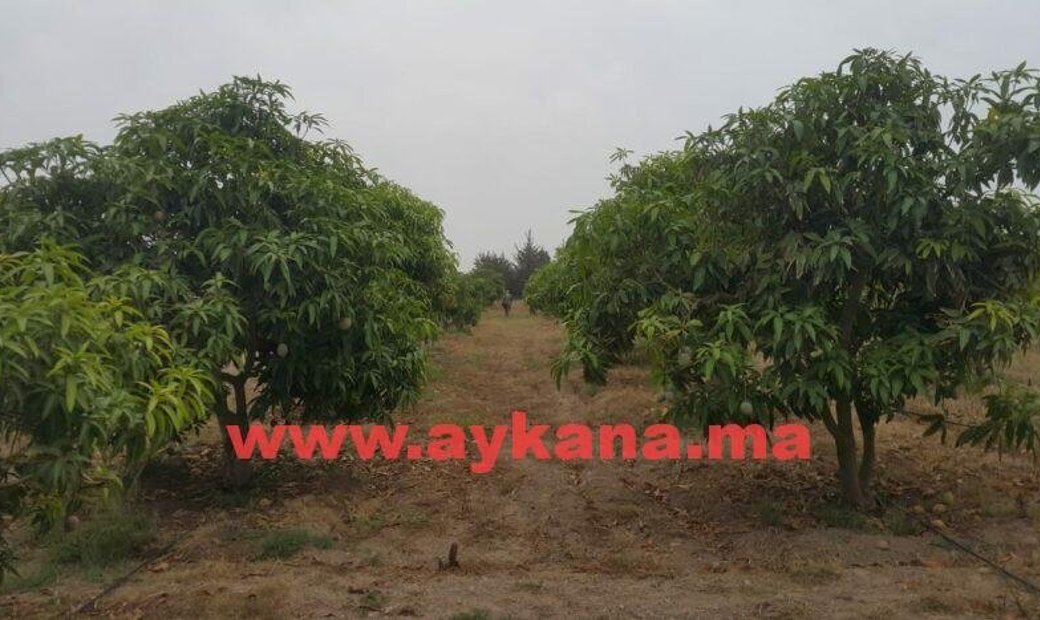 Selling A Farm In Skhirat In Madinat Alfirdous, Rabat Salé Kénitra