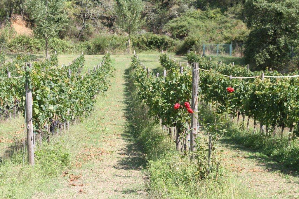 Country House in Gaiole in Chianti, Tuscany, Italy 5 - 12444329