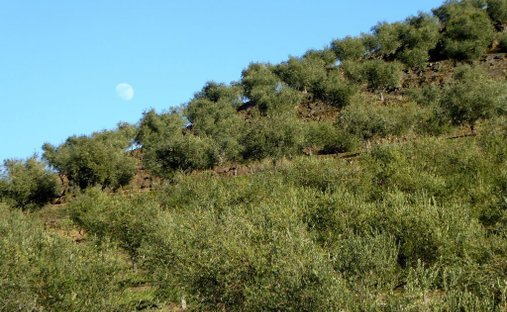 Terreno en Alfândega da Fé, Distrito de Braganza, Portugal 1