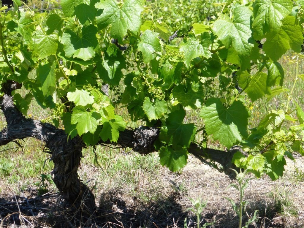 Alijo Farm In Pinhão, Vila Real District, Portugal For Sale (12452500)