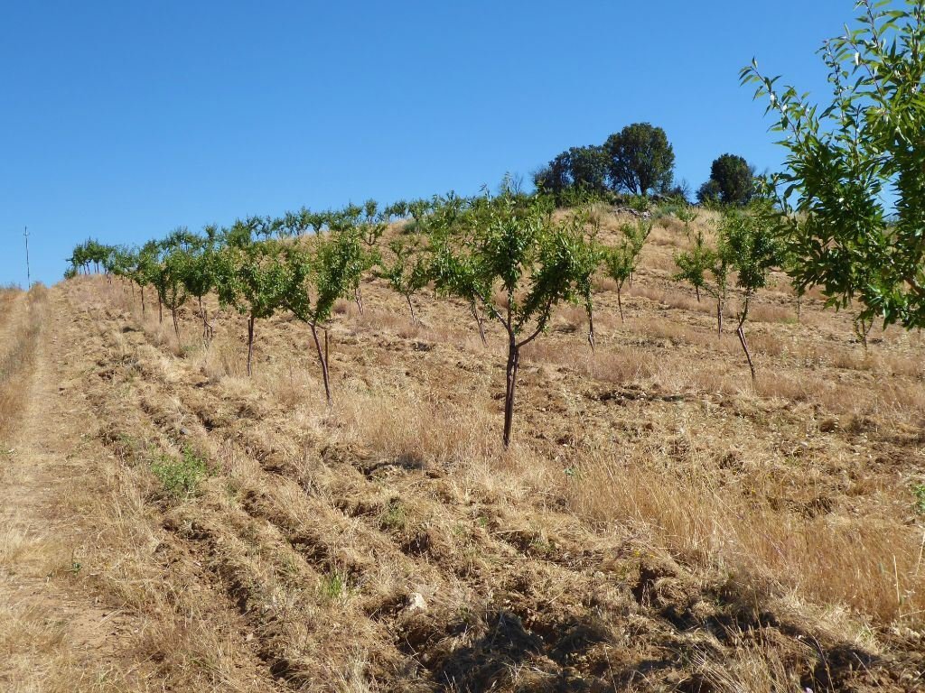 Land in Pinhel, Guarda District, Portugal 4 - 12453139