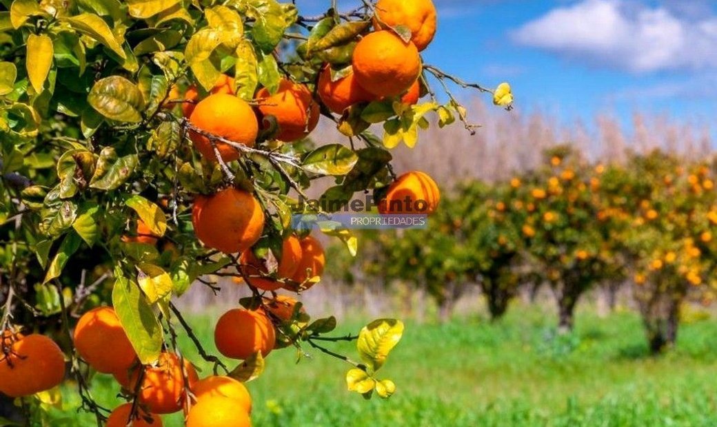 Olhao Farm In Olhão, Algarve, Portugal For Sale (12452674)