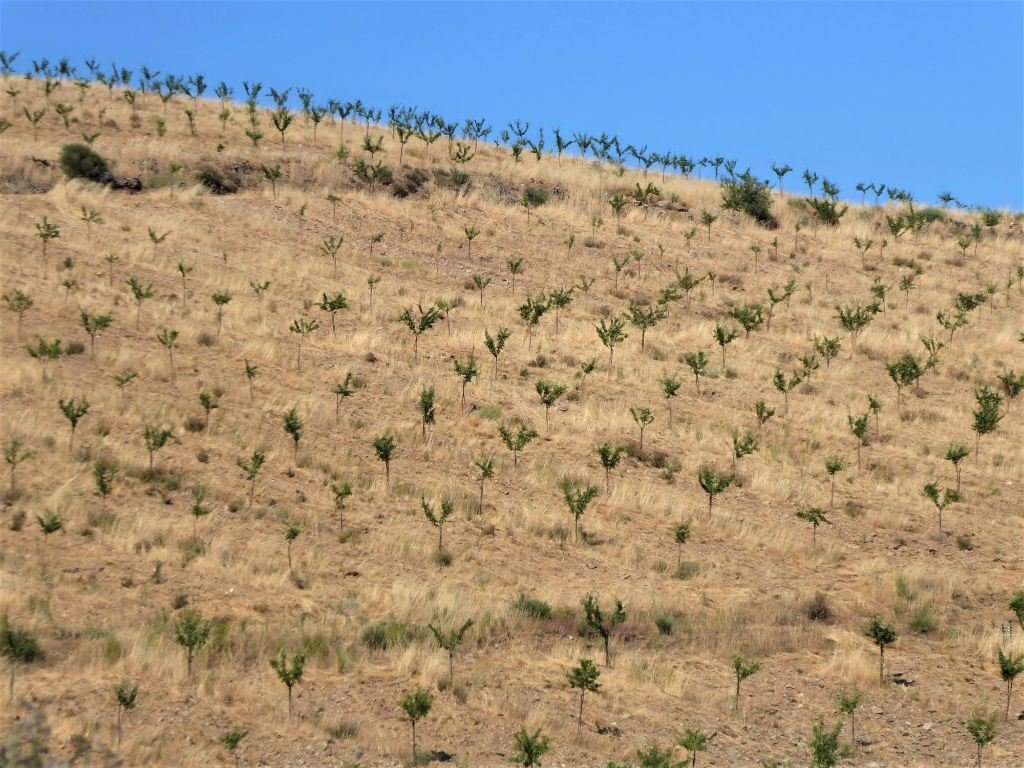 Land in Pinhel, Guarda District, Portugal 1 - 12453139