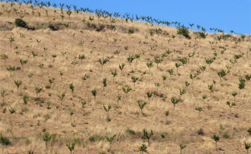 Terreno a Pinhel, Distretto di Guarda, Portogallo 1