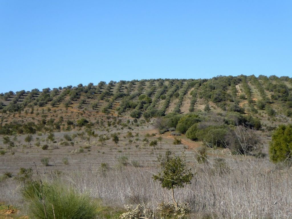 Land in Baleizao, Beja District, Portugal 3 - 12453113