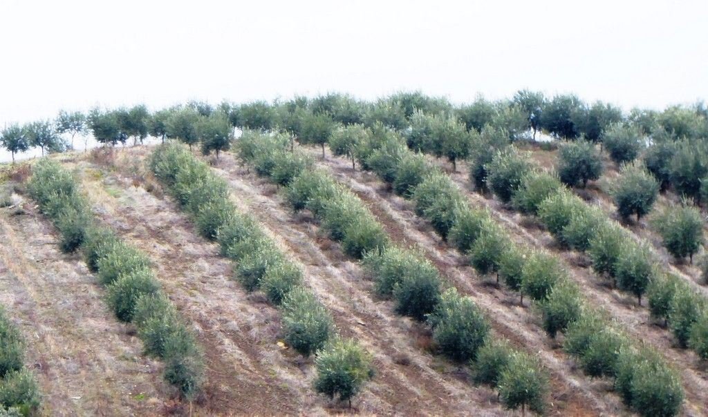 Farm Ranch in Valpacos e Sanfins, Vila Real District, Portugal 2 - 12452453