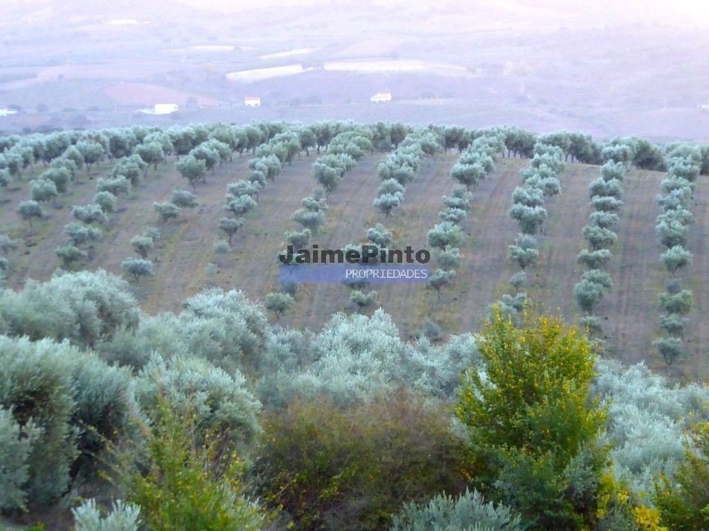 Terreno en Vila Real, Distrito de Vila Real, Portugal 5 - 12453421