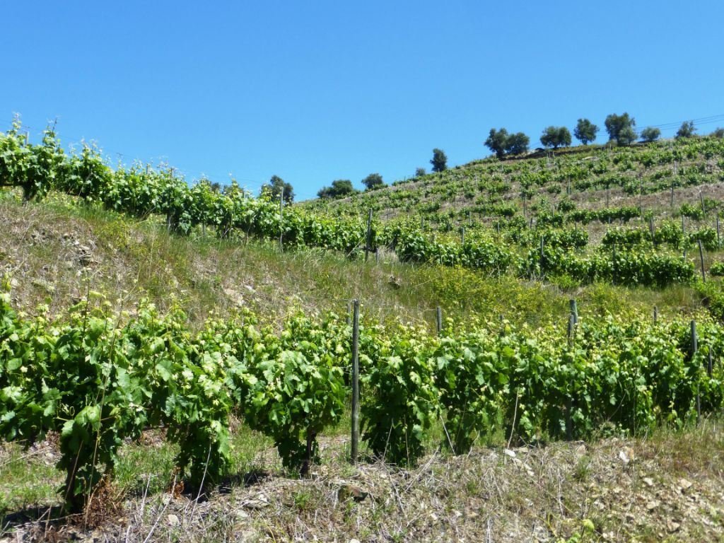 Alijo Farm In Pinhão, Vila Real District, Portugal For Sale (12452500)