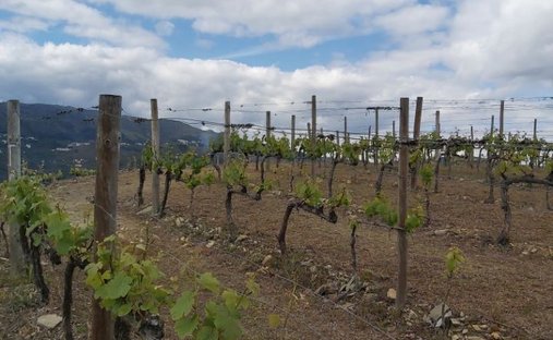 Terreno a Desejosa, Distretto di Viseu, Portogallo 1