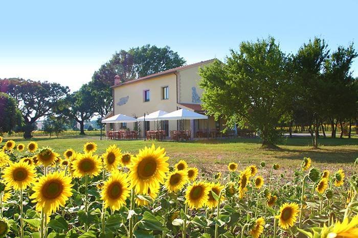 Ribolla, Tuscany, Italy 2 - 12511504