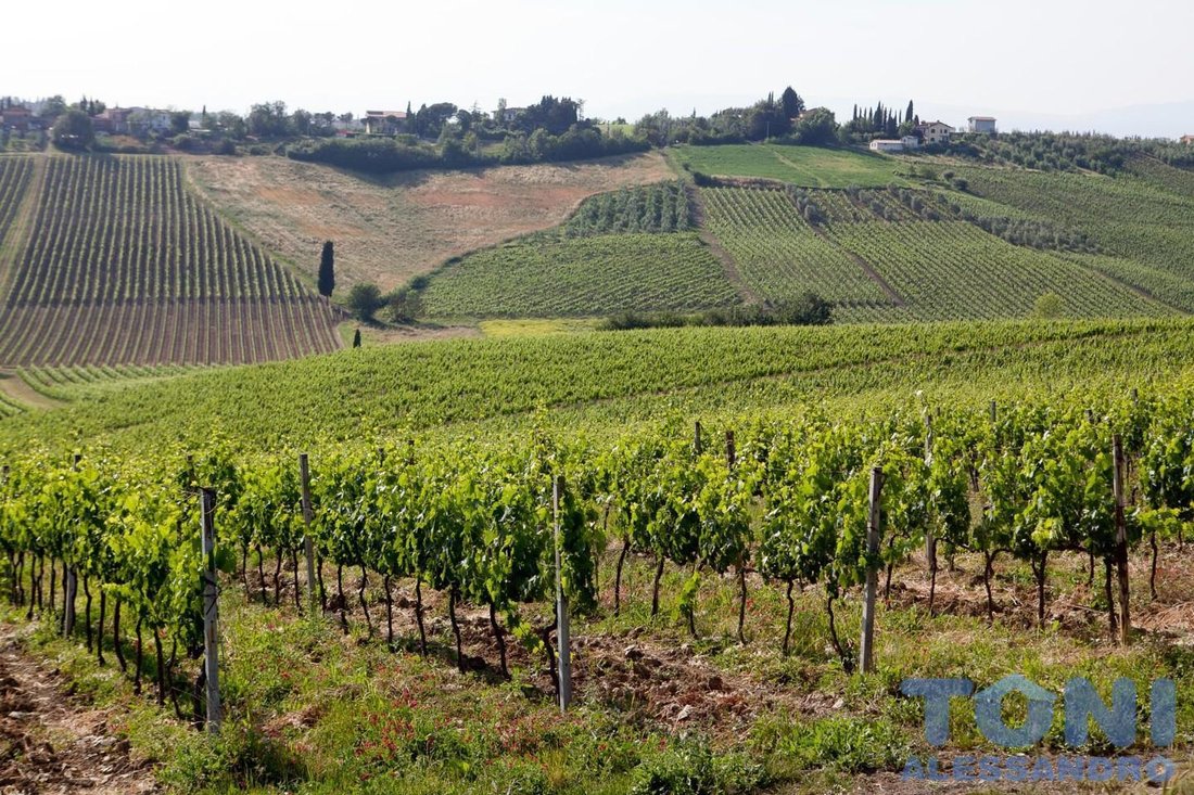Spicchio-Sovigliana, Vinci, Tuscany 5 - 12567846