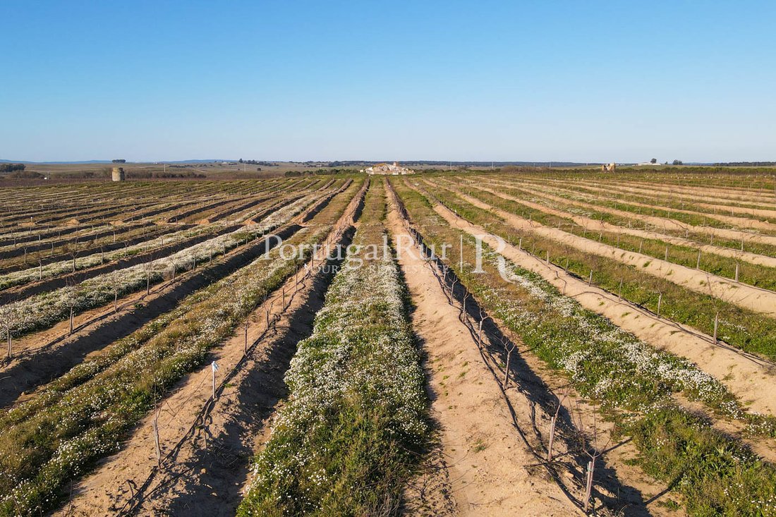Farm Ranch in Viana do Alentejo, Évora District, Portugal 3 - 10946675