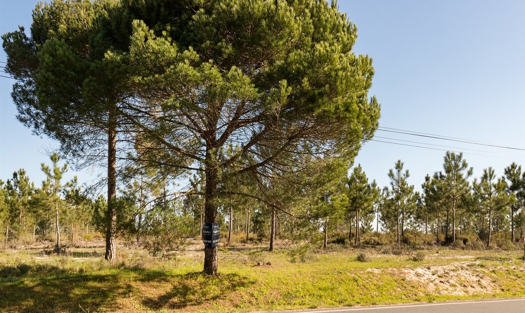 Real Estate Land For Sale In Gr ndola Setubal Portugal For Sale real-estate-land-for-sale-in-gr-ndola-setubal-portugal-for-sale