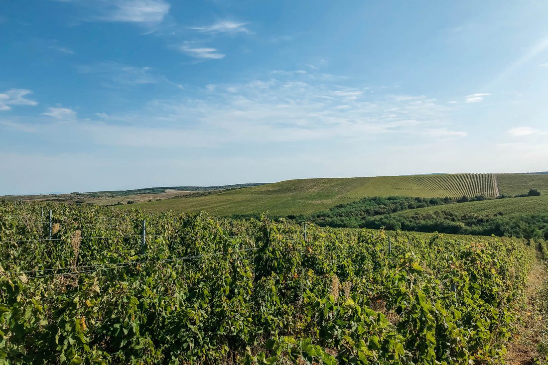 Farm Ranch in Satu Mare, Satu Mare County, Romania 5 - 12635337
