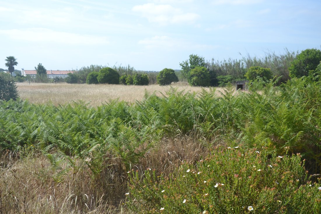 Land in Portugal 1 - 12672060
