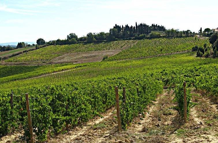 Farm Ranch in Montalcino, Tuscany, Italy 3 - 12741451