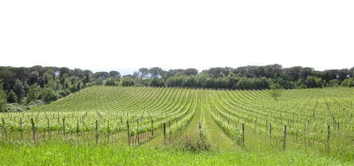 Farm Ranch in Montalcino, Tuscany, Italy 2 - 12741451