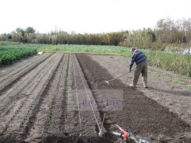 Land in Isle of Lido, Veneto, Italy 2 - 12749637