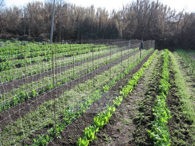 Land in Isle of Lido, Veneto, Italy 3 - 12749637