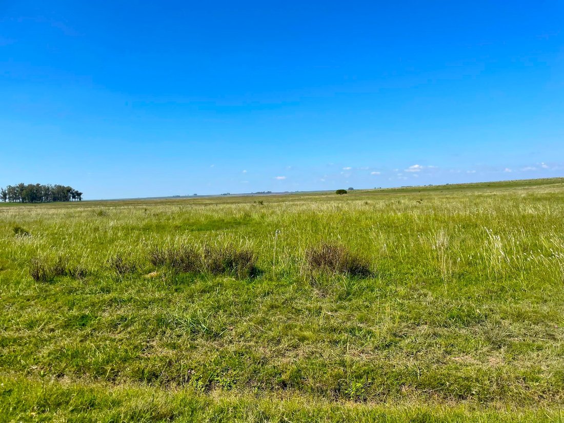 Amazing Farm In Uruguay With 9000 In Melo, Cerro Largo Department