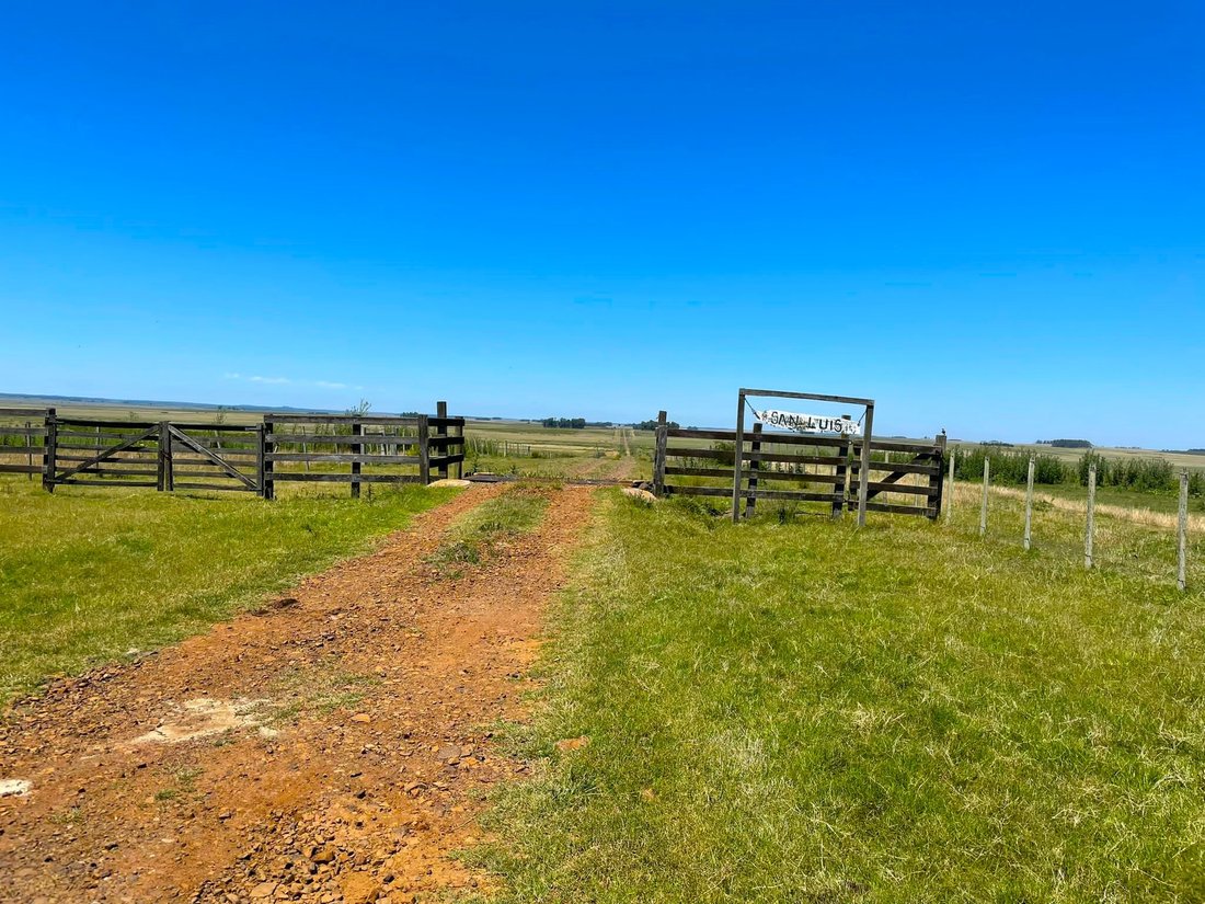 Amazing Farm In Uruguay With 9000 In Melo, Cerro Largo Department