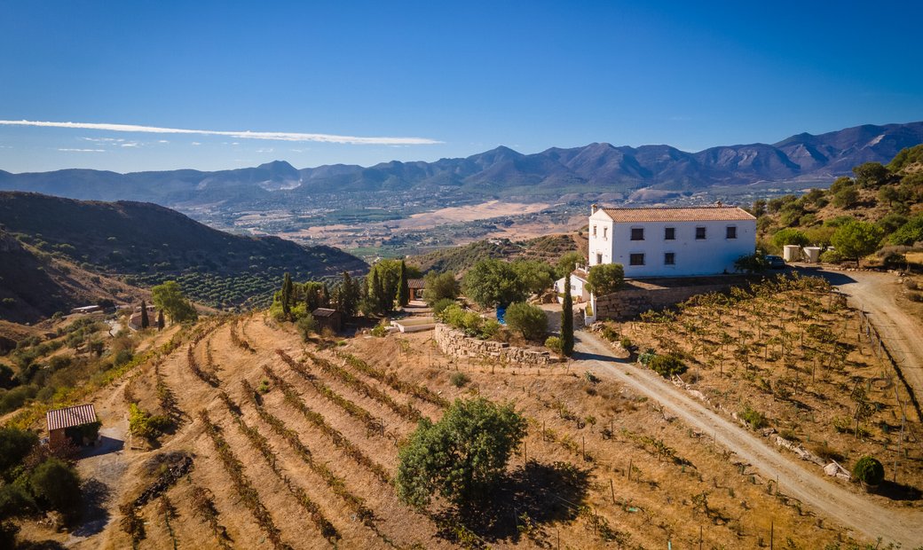 Boutique & Successful Vineyard With Bodega, Winery In Málaga, Andalusia