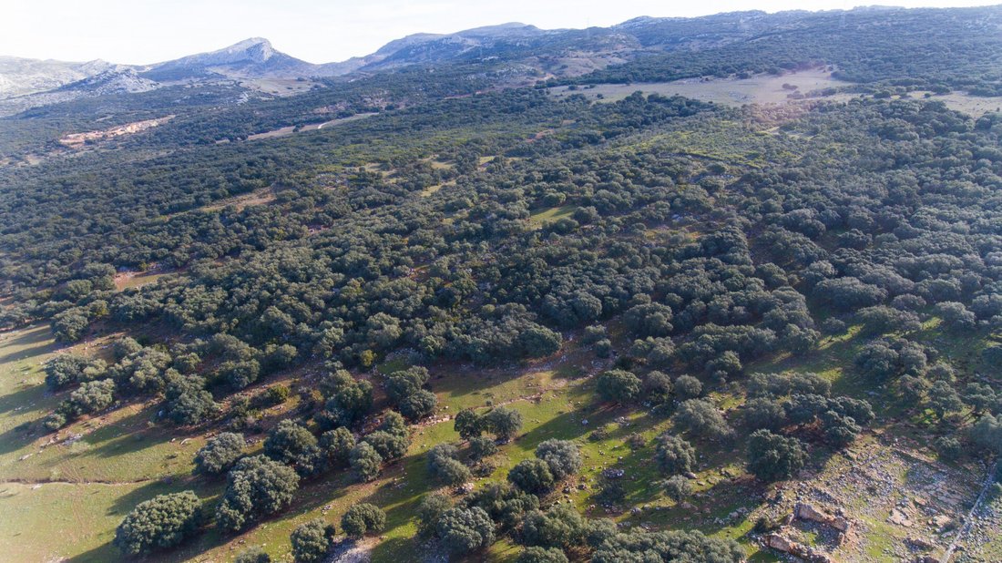 Land in Ronda, Andalusia, Spain 5 - 12768576