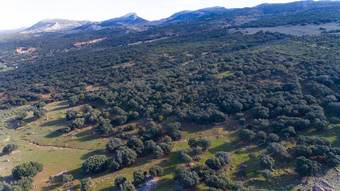 Land in Ronda, Andalusia, Spain 4 - 12768576