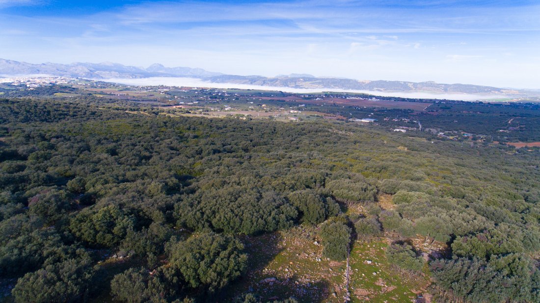 Land in Ronda, Andalusia, Spain 3 - 12768576