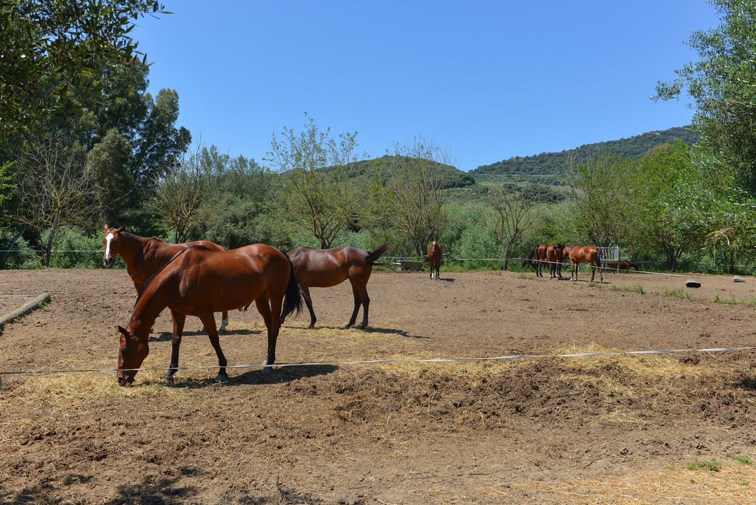 Estate in Jimena de la Frontera, Andalusia, Spain 1 - 12768610