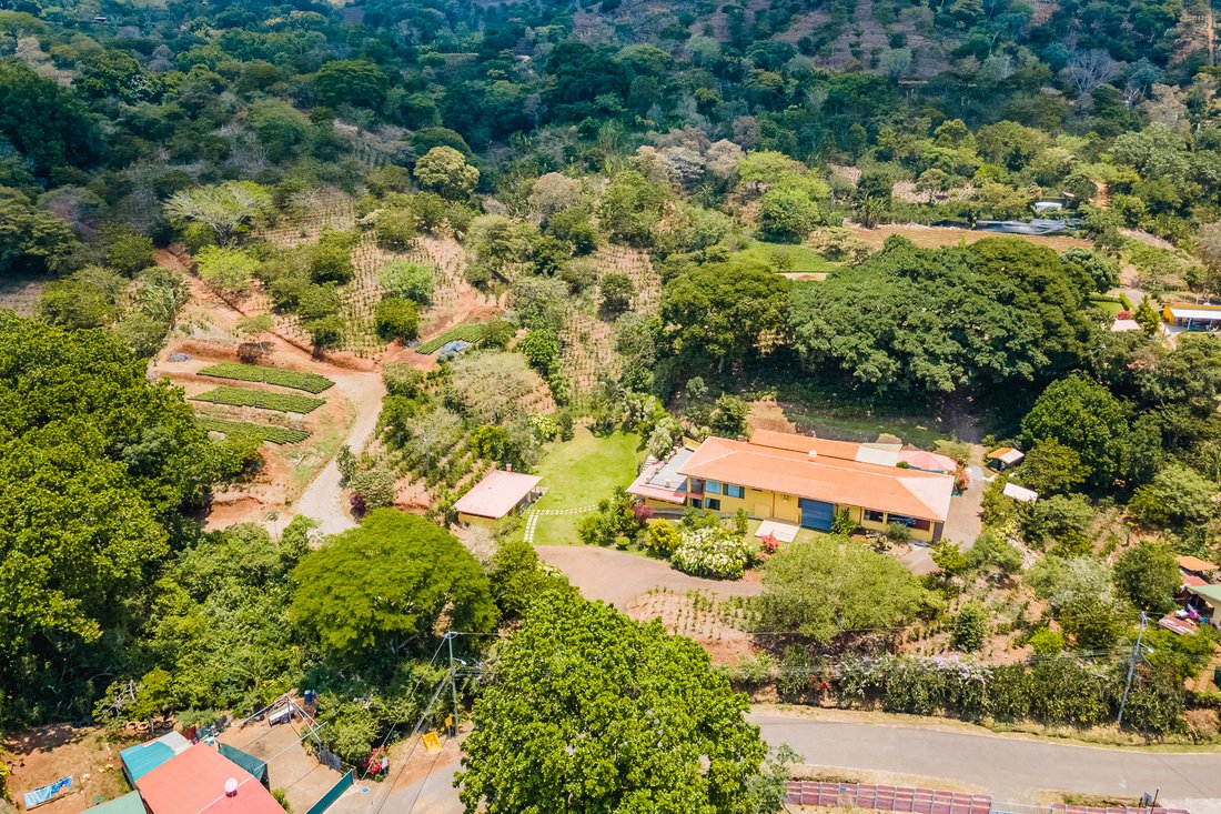 Beautiful Coffee Farm In In Naranjo De Alajuela, Alajuela Province ...