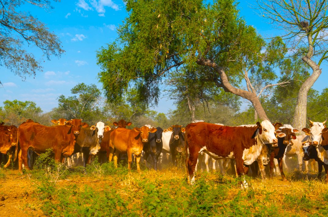 Farm With 15000 Hectares In In Filadelfia, Boquerón Department