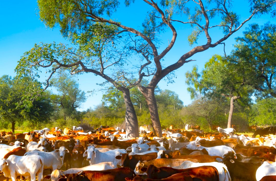 Farm With 15000 Hectares In In Filadelfia, Boquerón Department