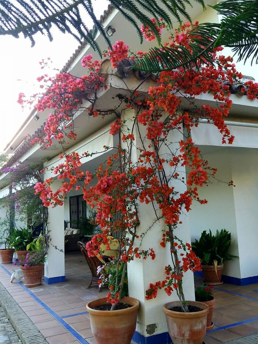 House in Mairena del Aljarafe, Andalusia, Spain 3 - 12832401