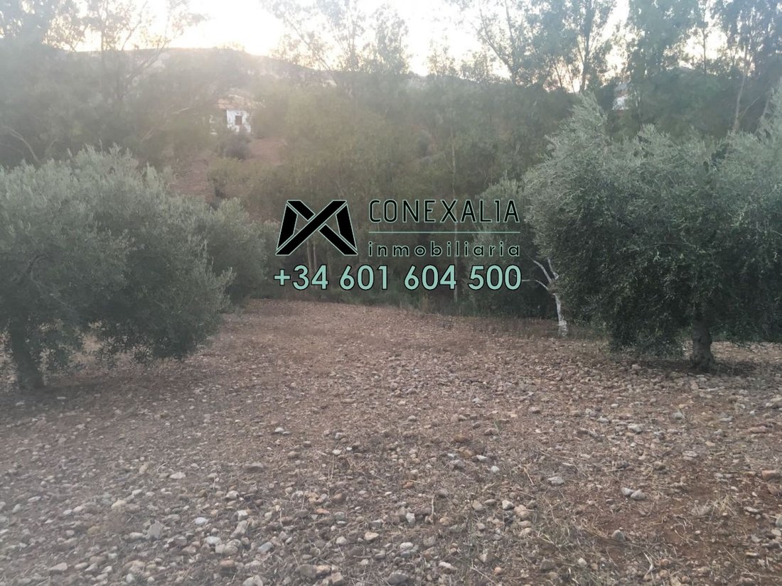 Chalet in Algodonales, Andalusia, Spain 5 - 12835459