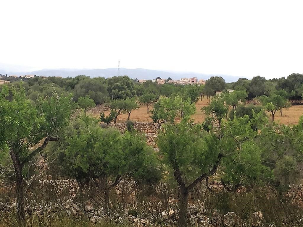 Farm Ranch in Marratxi, Balearic Islands, Spain 1 - 12836000