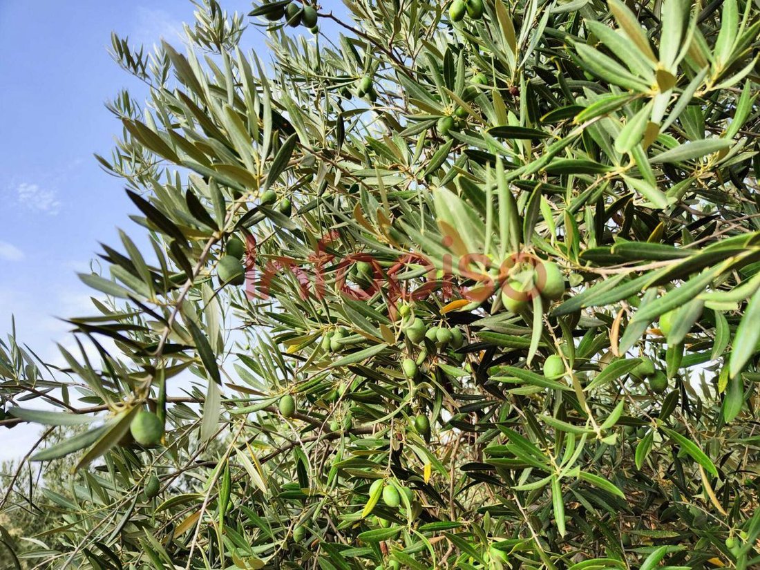 Azienda agricola a Santa Cruz de Mudela, Castiglia-La Mancia, Spagna 4 - 12836159