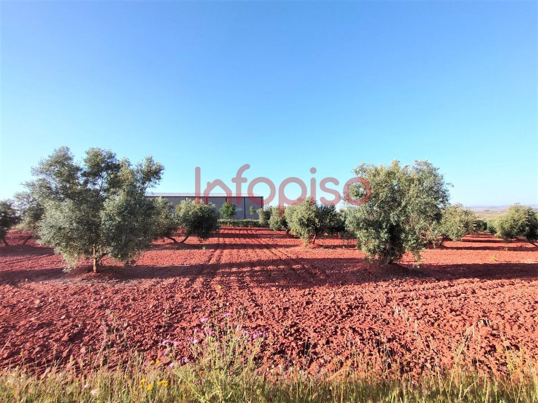 Farm Ranch in Torrenueva, Castile-La Mancha, Spain 1 - 12836204