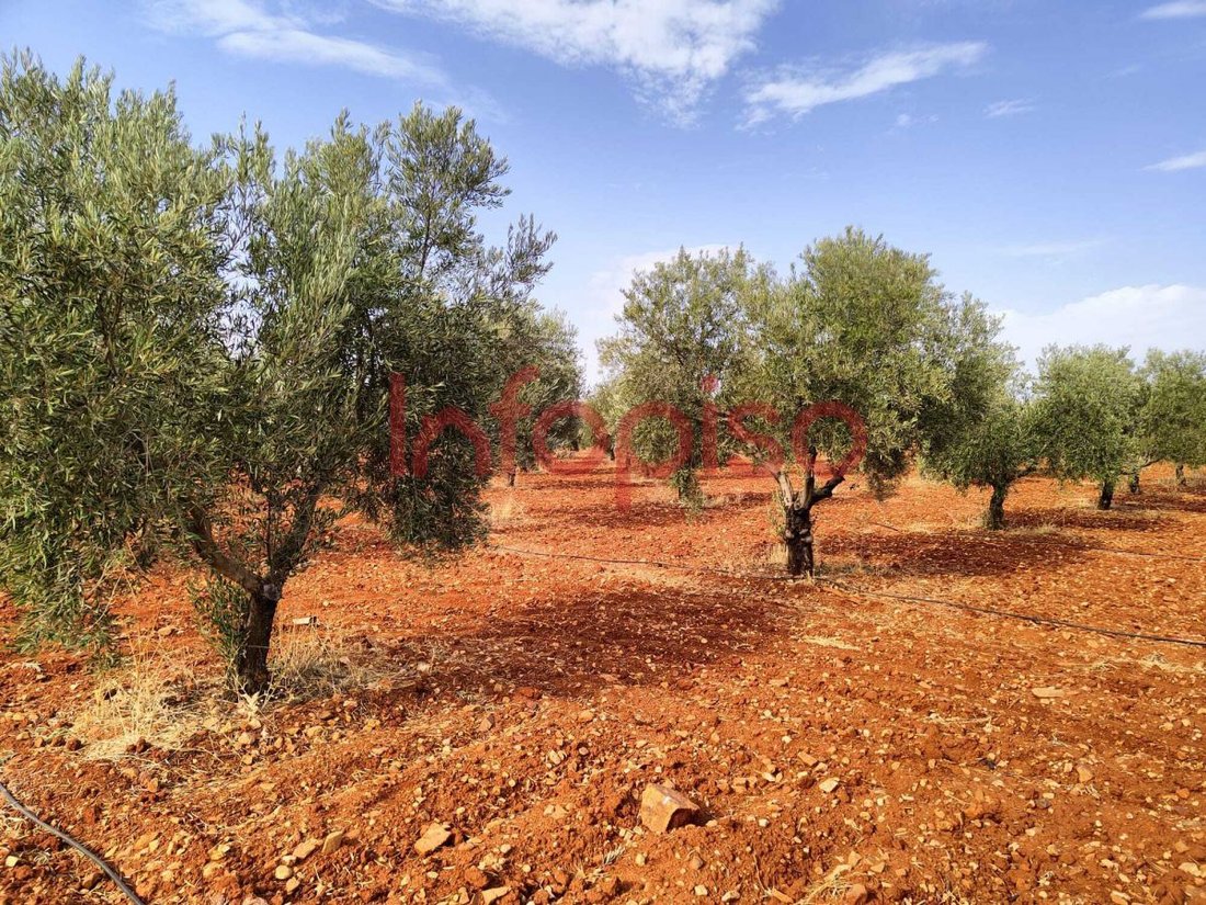 Azienda agricola a Santa Cruz de Mudela, Castiglia-La Mancia, Spagna 3 - 12836159
