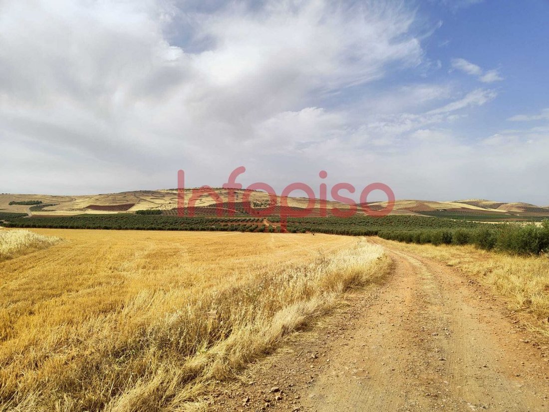 Azienda agricola a Santa Cruz de Mudela, Castiglia-La Mancia, Spagna 5 - 12836159