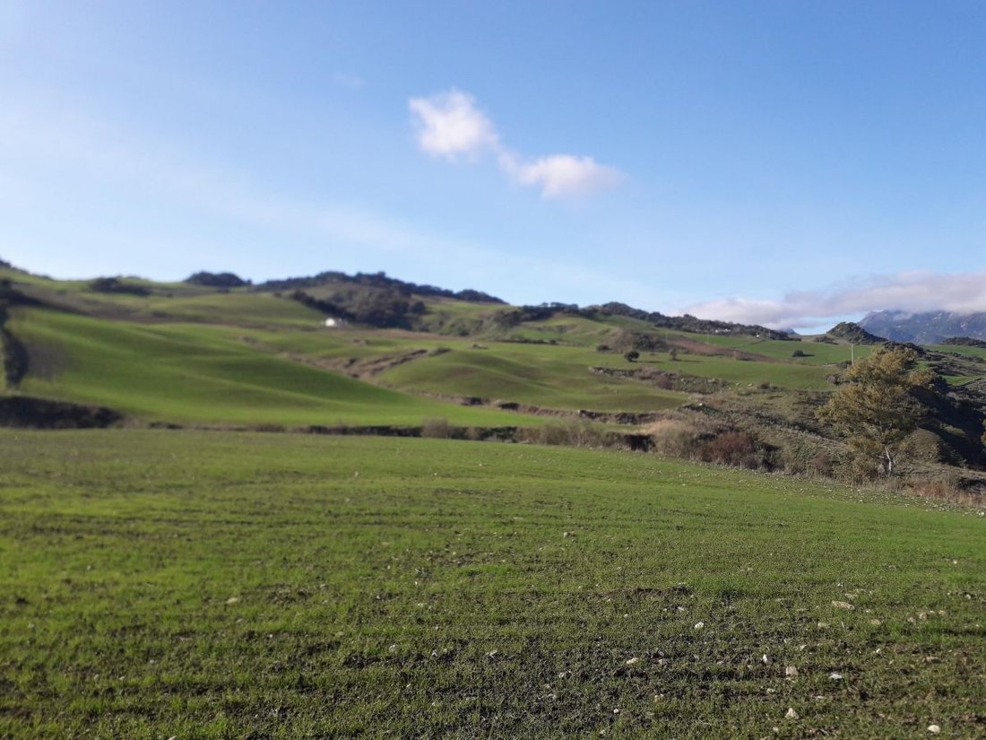 Azienda agricola a Montecorto, Andalusia, Spagna 1 - 12834937