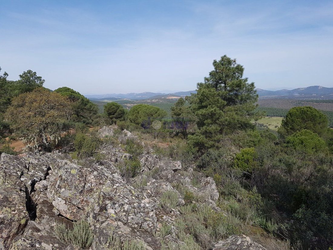 Farm Ranch in Daimiel, Castile-La Mancha, Spain 5 - 12836594