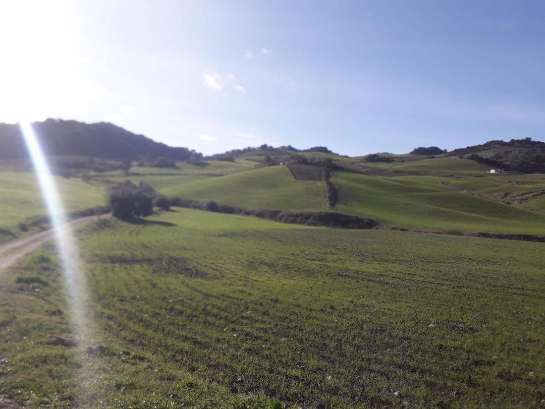 Azienda agricola a Montecorto, Andalusia, Spagna 2 - 12834937