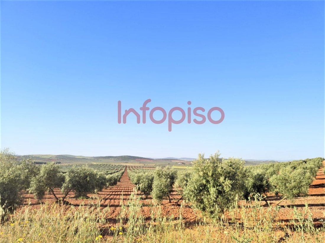 Farm Ranch in Torrenueva, Castile-La Mancha, Spain 5 - 12836204